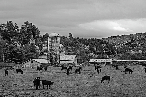 Waterbury VT Cattle Farm Silo Fall Foliage New England Field Black and White by Toby McGuire Waterbury VT Cattle Farm Silo Fall Foliage New England Field Black and White by Toby McGuire