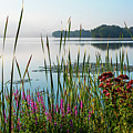 Wakefield MA Lake Quannapowitt Tree Misty Sunrise Lupines and Tall Grass